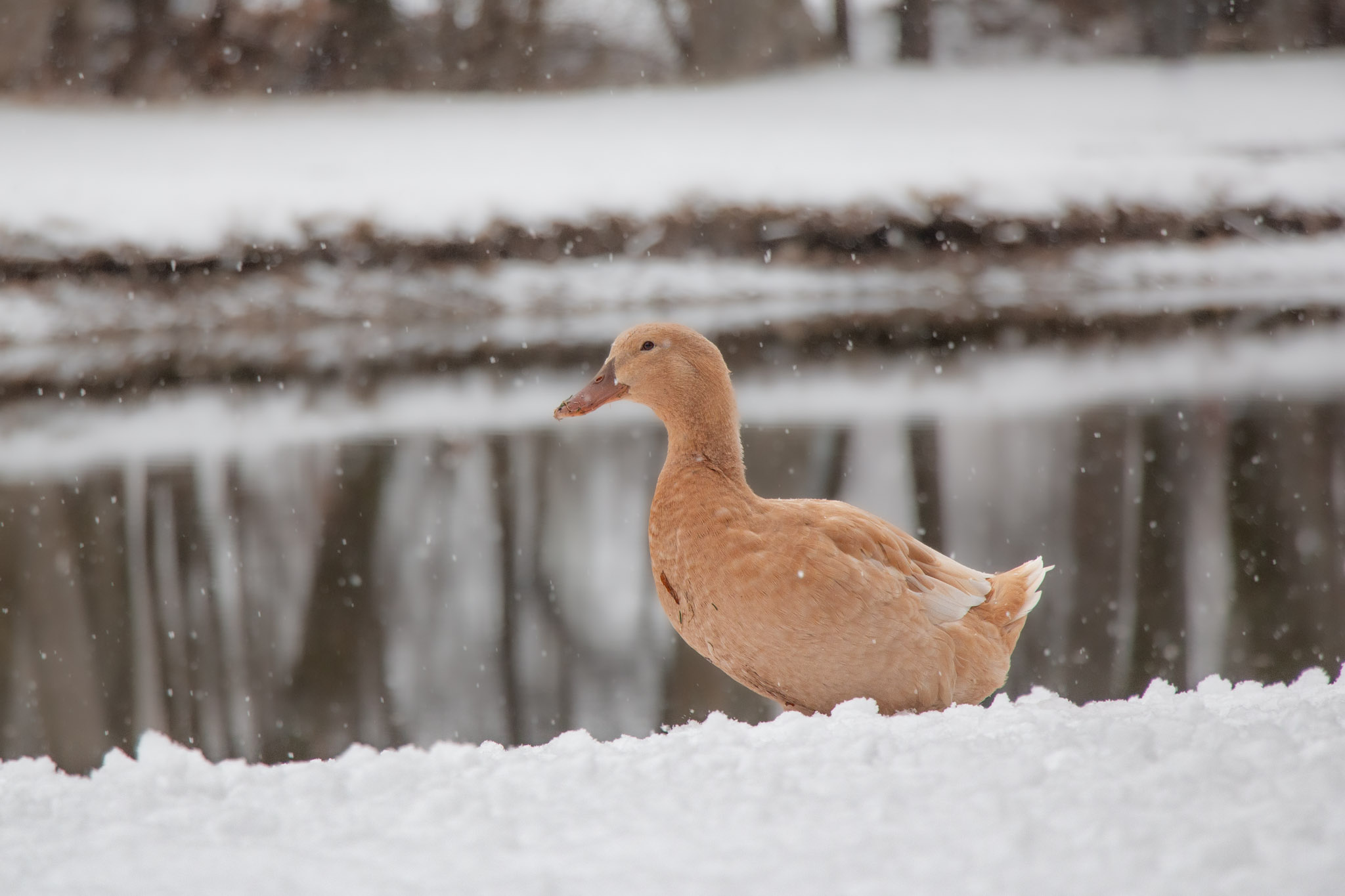 A large beige duck with a black knowing eye walks in the falling snow in front of a pond